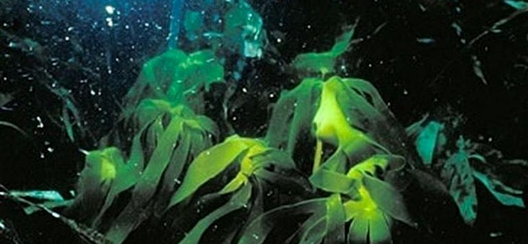 Algas en el fondo marino