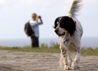 Un perro corriendo por La Providencia