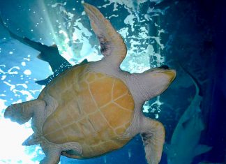 Una tortuga en el Acuario de Xixón