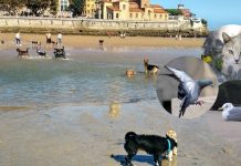 Bienestar Animal en Gijón: Futuro Consejo Sectorial