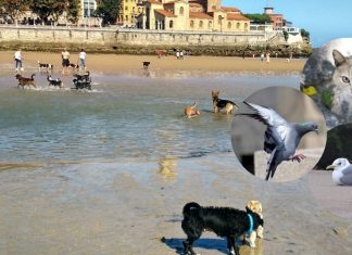 Bienestar Animal en Gijón: Futuro Consejo Sectorial